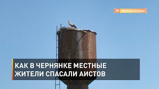 Как в Чернянке местные жители спасали аистов