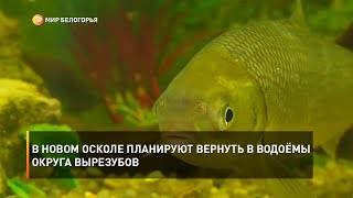 В Новом Осколе планируют вернуть в водоёмы округа вырезубов
