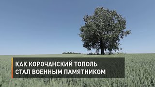 Как корочанский тополь стал военным памятником 