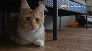 Какие породы кошек любят белгородцы