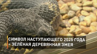 Символ наступающего 2025 года – Зелёная Деревянная Змея