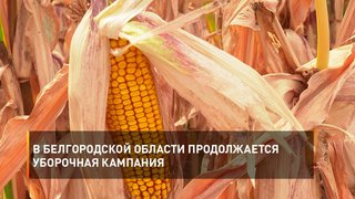 В Белгородской области продолжается уборочная кампания