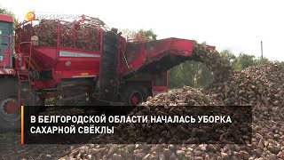В Белгородской области началась уборка сахарной свёклы