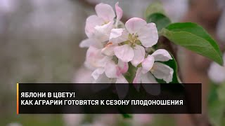 Яблони в цвету! Как аграрии готовятся к сезону плодоношения