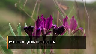 19 апреля – День первоцвета