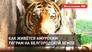 Как живётся амурским тиграм на белгородской земле