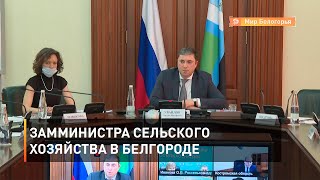 Замминистра сельского хозяйства в Белгороде