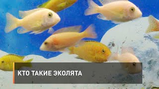 Кто такие эколята