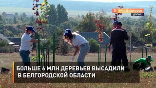 Больше 6 млн деревьев высадили в Белгородской области