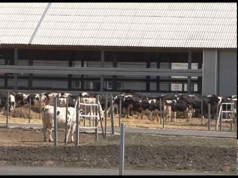 Белгородские производители молочной продукции признаны лучшими в Черноземье