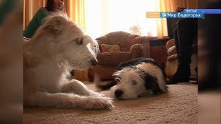 Привить питомца от бешенства можно бесплатно
