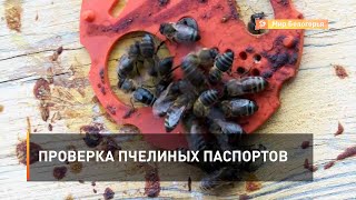 Проверка пчелиных паспортов