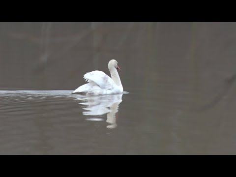 История спасения лебедя в Пятницком