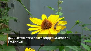 Дачные участки белгородцев атаковали гусеницы