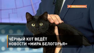 Чёрный кот ведёт новости «Мира Белогорья»