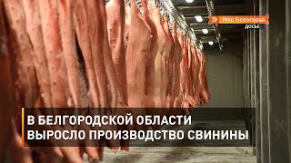 В Белгородской области выросло производство свинины 