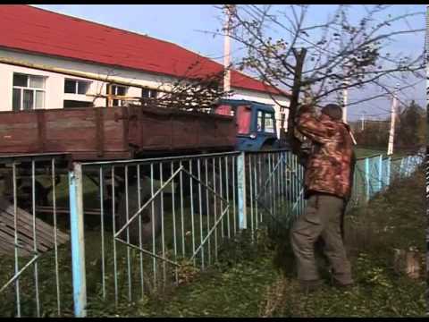 В Белгородской области выявлено опасное карантинное заболевание плодовых деревьев