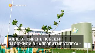 Аллею «Сирень Победы» заложили в «Алгоритме успеха»