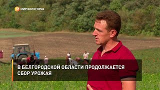 В Белгородской области продолжается сбор урожая