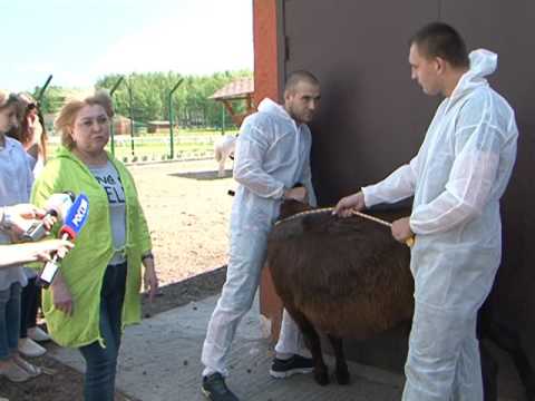 Мастер-класс для будущих ветеринаров