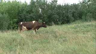Как сделать краеведение популярным