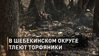 В Шебекинском округе тлеют торфяники