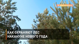 Как охраняют лес накануне Нового года
