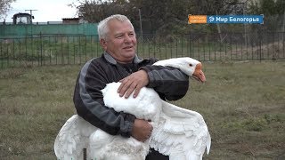 День гуся отметили в Новом Осколе