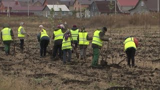 Мастер-класс по озеленению белгородских дорог