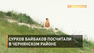 Сурков байбаков посчитали в Чернянском районе