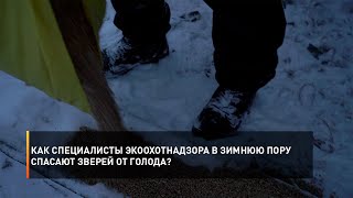 Как специалисты Экоохотнадзора в зимнюю пору спасают зверей от голода?