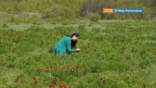 Почему воронцы распускаются ко Дню Победы