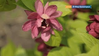 Цветение ботанического сада БелГУ
