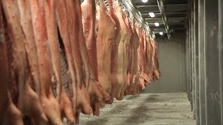 Белгородская область увеличит производство свинины