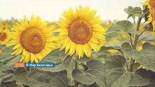 «Мир Белогорья» победил во всероссийском конкурсе «Федерация»