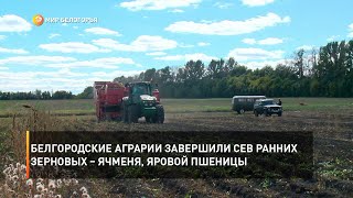 Белгородские аграрии завершили сев ранних зерновых – ячменя, яровой пшеницы