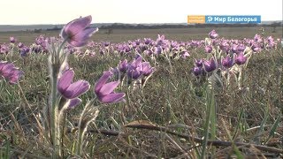 Весна в «Ямской степи» 