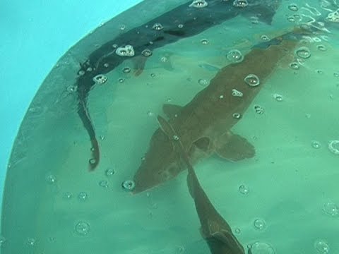 Производство черной икры в Грайвороне