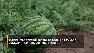 В этом году урожай бахчевых культур в России составит порядка 650 тысяч тонн