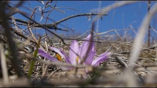 Первоцветы Белгородской области