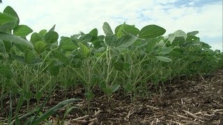 От почвосбережения к почвосозиданию в Корочанском районе