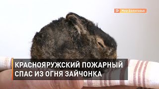 Краснояружский пожарный спас из огня зайчонка