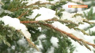 В феврале в Белгород ненадолго придут морозы