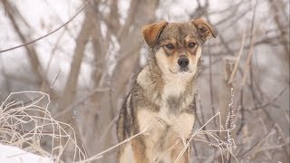 Зачем стерилизовать животных  