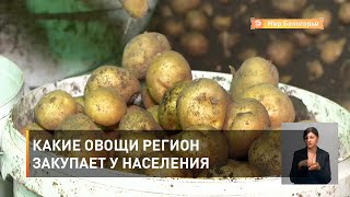 Какие овощи регион закупает у населения 