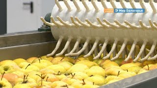 Фруктохранилище открыли в Белгородской области