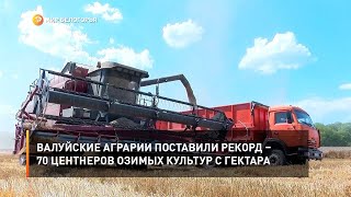 Валуйские аграрии поставили рекорд – 70 центнеров озимых культур с гектара