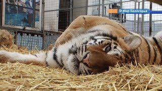 День открытых дверей в цирке «Империал»