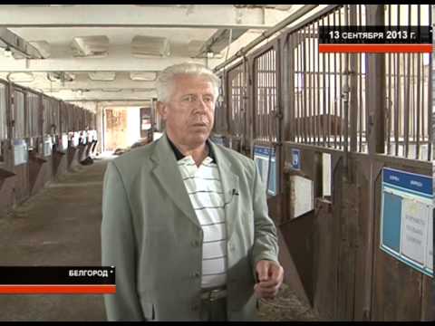 Александра Авдеева: соревнования по конному спорту в Белгороде