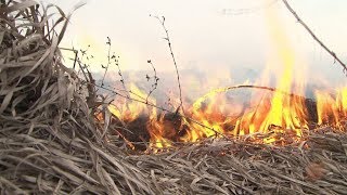 Впервые за 5 лет горел лес в Белгородской области